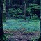森の小道
