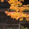 常寂光寺