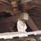 法隆寺