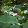 蓮の花