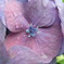 紫陽花DSCN1973