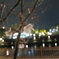 夜桜