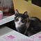 箱猫