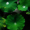 芯