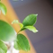 うちの植物を見てくださいッッ