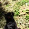くろねこ