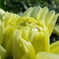 dariya_up8