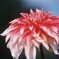 dariya_12_03