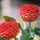 dariya_12_15