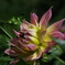dariya_up1
