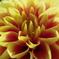 dariya_up6