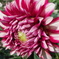 dariya_up7