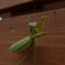 カマキリ