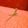 赤ちゃんトカゲ