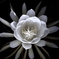 A Queen of the Night