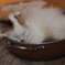猫なべ