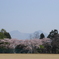 駒ケ岳と桜