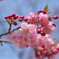 蝦夷山桜