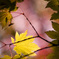 まだ紅葉にならないもんっ