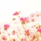 風のように花のように