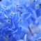 lightblue
