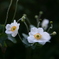白いの花