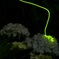 紫陽花蛍