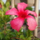 flower2
