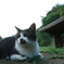 公園の野良猫