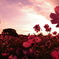 cosmos