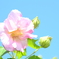 芙蓉の花