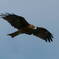 Milvus migrans