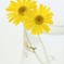 YELLOW-135A