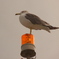 「鳥の海」の鳥