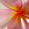 Frangipani