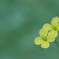 ふたりぼっち