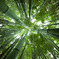 Bamboo Forest