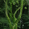 苔生した木