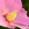 芙蓉の花
