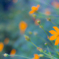 早朝の花