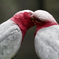 Pinky Lovers