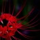 灯る紅