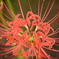 木陰の花火