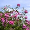初夏に咲き乱れる薔薇たち
