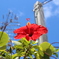夏