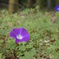 morning glory