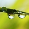 水滴の中の黄金。