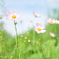 秋桜１