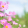 秋桜2