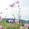 秋桜5
